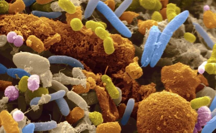 The surprising link between gut bacteria and cancer treatment