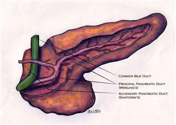 Image of the pancreas