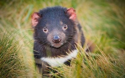 Tasmanian-devil